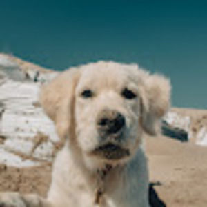 Meet your Posher, Grant